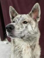 akita inu. chien de race mixte akita inu et malamute. photo