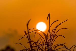 coucher de soleil avec arbre à riz. mise au point sélective photo
