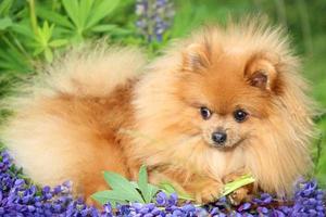 chien de Poméranie en fleur d'été photo