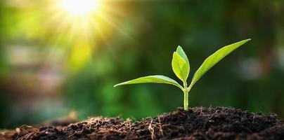 petit arbre qui pousse dans le jardin avec le lever du soleil. concept éco jour de la terre photo