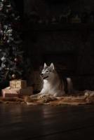 race de chien husky sibérien, portrait chien sur un studio couleur photo