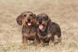 Portrait de deux chiens de race teckel à poil dur