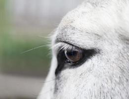 oeil d'âne blanc photo