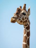 girafes photo