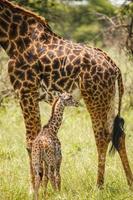 girafe bébé photo