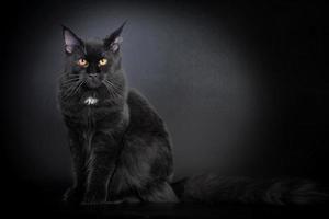 chat noir maine coon photo