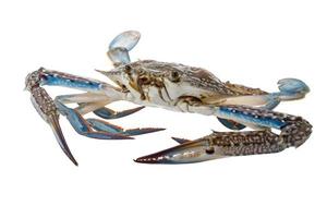 crabe bleu cru photo