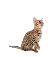 image de mignon chat du Bengale léchant photo