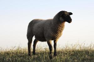 mouton photo