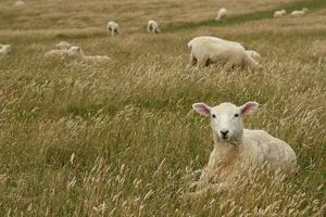 moutons, reposer, herbeux, pré