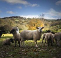 moutons gallois photo
