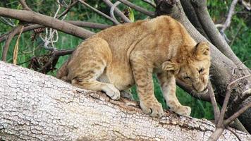 lionceau, réserve nationale de masai mara, kenya, aucun peuple, faune