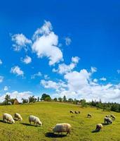 troupeau de moutons au sommet d'une colline de montagne d'été photo