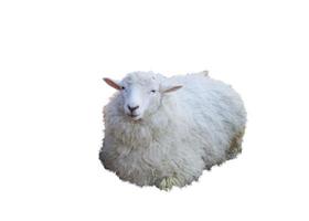 mouton photo