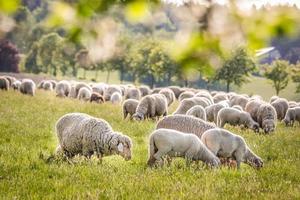 troupeau de moutons dans les montagnes du taunus photo