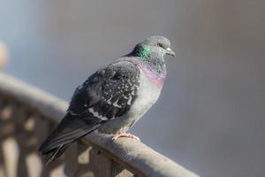 pigeon gris photo