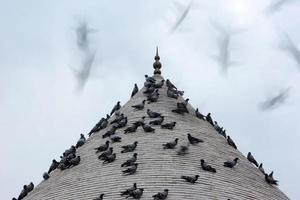 pigeon et minaret photo