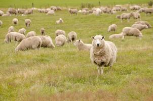troupeau de moutons en Nouvelle-Zélande photo