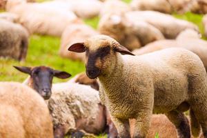 vue rapprochée de moutons qui paissent dans le champ