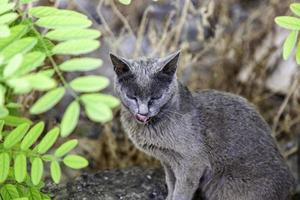 chat gris dans la rue photo