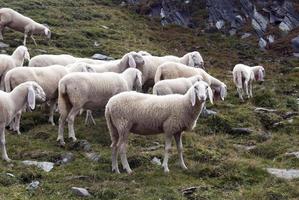 des moutons photo
