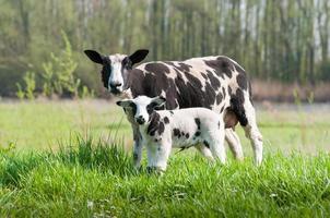 fière brebis avec son agneau nouveau-né