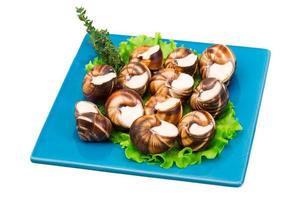 escargots escargots sur une assiette avec de la laitue photo