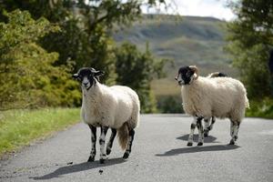 moutons traversant la route photo
