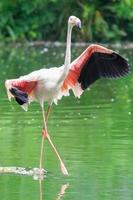Oiseau flamant rose sur la rivière des marais verts