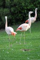 flamant rose adulte