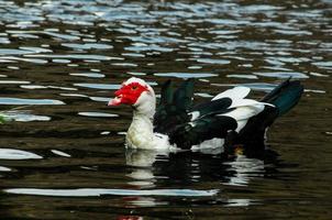 canard de barbarie nageant photo