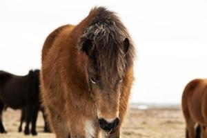 portrait d'un poney islandais avec une crinière brune