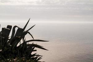 agave sur le rivage rocheux photo