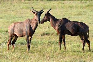 deux antilopes tsessebe photo