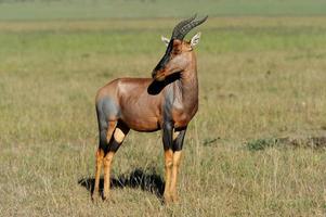 antilope topi photo