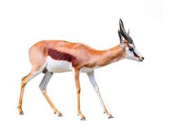 l'antilope springbok. photo