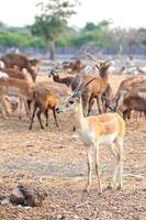 impala mâle brun photo