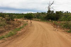 troupeau d'impala photo