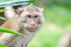 macaque à queue de cochon (macaca nemestring) photo