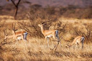 Antilope Impala marchant sur le paysage d'herbe, Afrique