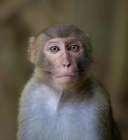 visage de singe photo