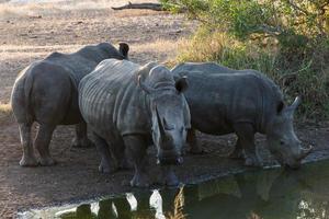 rhinocéros blanc photo