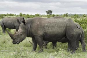 temps de famille de rhinocéros