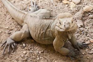 Closeup portrait of rhinoceros iguana lizard photo