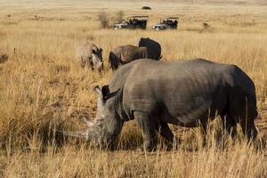 safari de rhinocéros