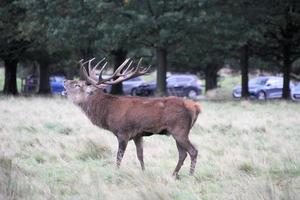 une vue d'un cerf rouge dans la campagne photo