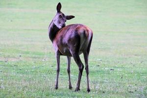 un gros plan d'un cerf rouge à l'état sauvage photo