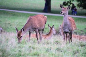 un gros plan d'un cerf rouge dans la campagne photo