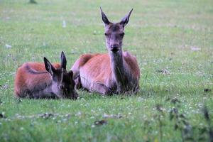 un gros plan d'un cerf rouge à l'état sauvage photo