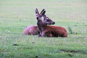 un gros plan d'un cerf rouge à l'état sauvage photo